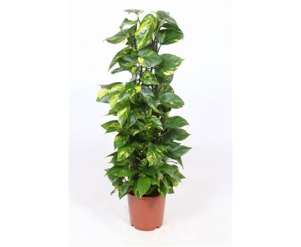 Scindaptus - Epipremnum 120 cm